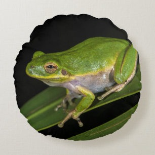 Green Tree Frog (Hyla cinerea) 2 Round Pillow