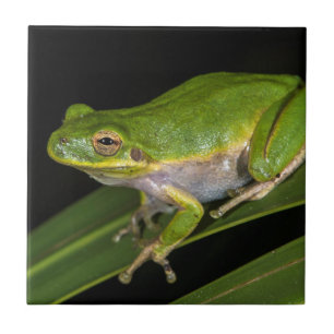 Green Tree Frog (Hyla cinerea) 2 Tile