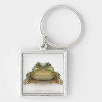 Green tree frog (Hylidae cinerea)