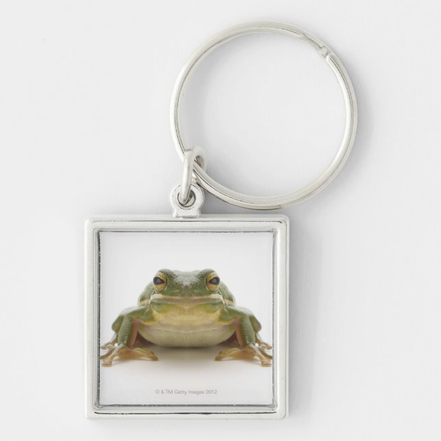 Green tree frog (Hylidae cinerea) Keychain (Front)