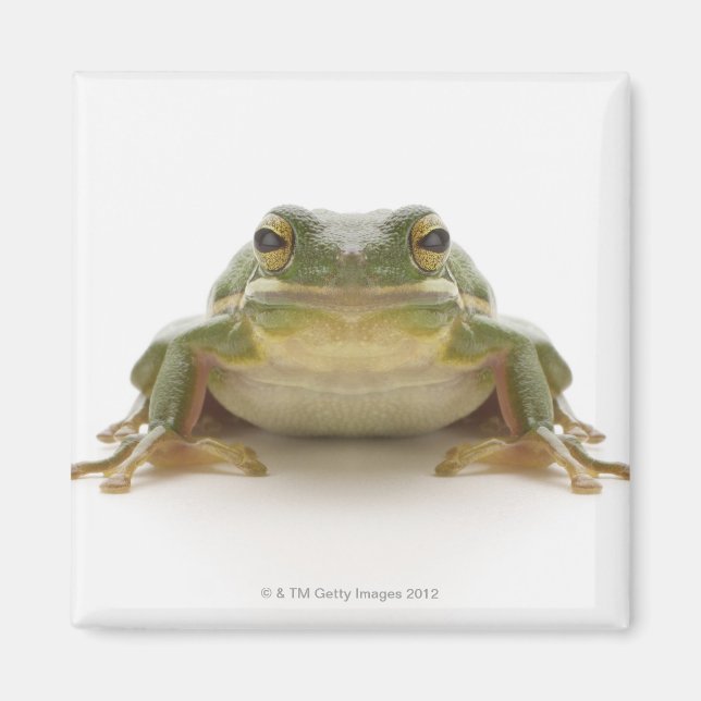 Green tree frog (Hylidae cinerea) Magnet (Front)