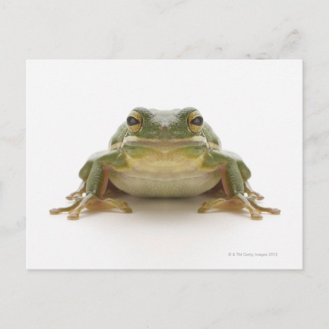 Green tree frog (Hylidae cinerea) Postcard (Front)