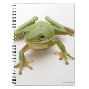 Green Tree Frog Notebook