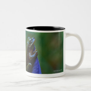 Green Tree Frog on Iris Two-Tone Coffee Mug