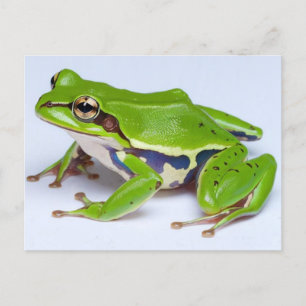 Green Tree Frog Postcard