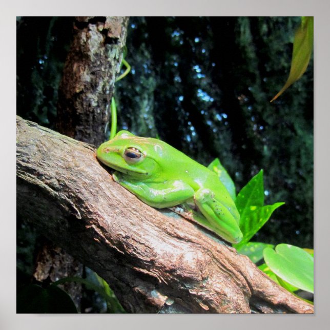 Green Tree Frog Poster (Front)