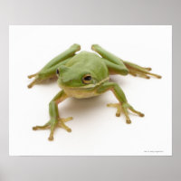Green Tree Frog