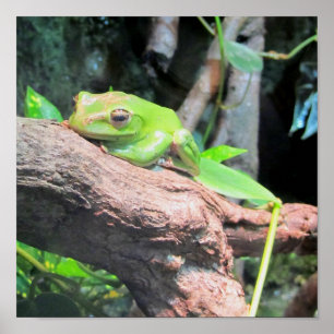 Green Tree Frog Poster