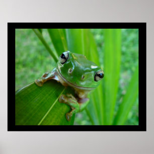 Green Tree Frog Posters & Prints