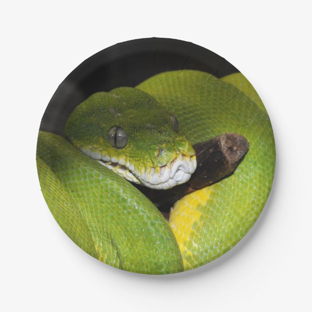 Green tree python paper plate (Front)