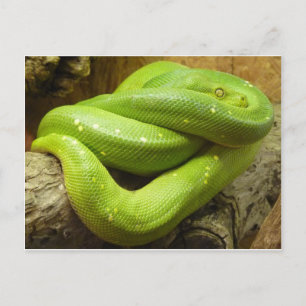 Green Tree Python Postcard