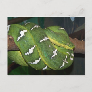 Green Tree Python Postcard