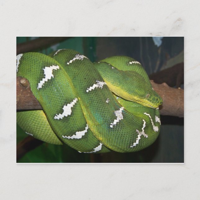 Green Tree Python Postcard (Front)