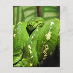 Green Tree Python Postcard
