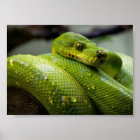 Green Tree Python