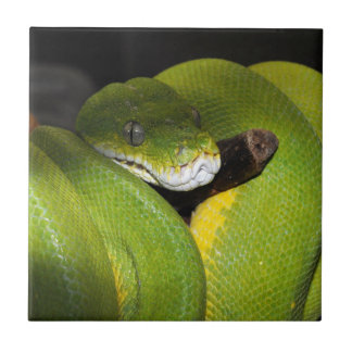 Green tree python tile