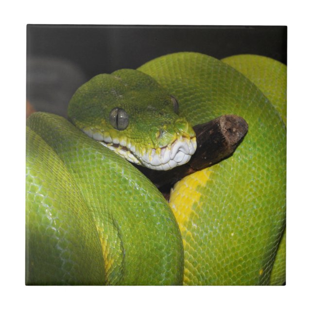 Green tree python tile (Front)