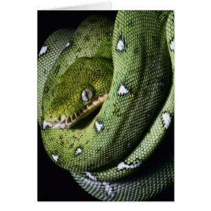 Green tree snake emerald boa in Bolivia