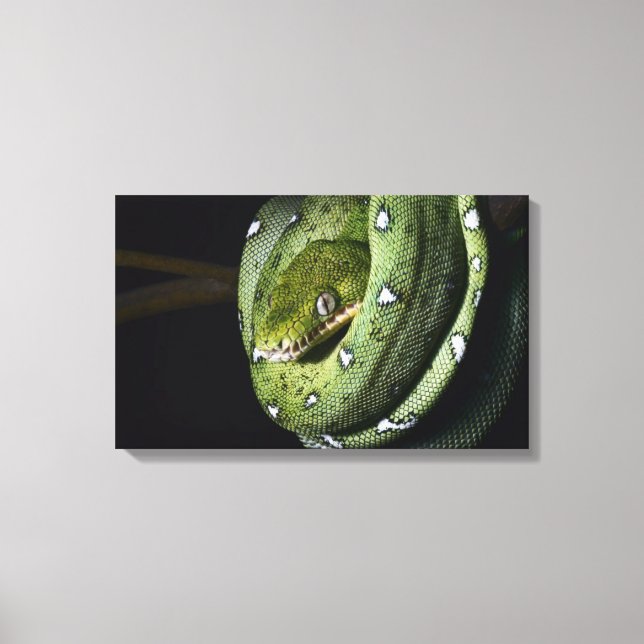 Green tree snake emerald boa in Bolivia Canvas Print (Front)