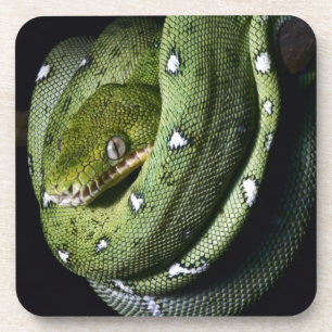 Green tree snake emerald boa in Bolivia Coaster