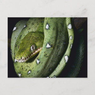 Green tree snake emerald boa in Bolivia Postcard