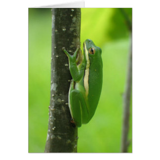 Green Treefrog