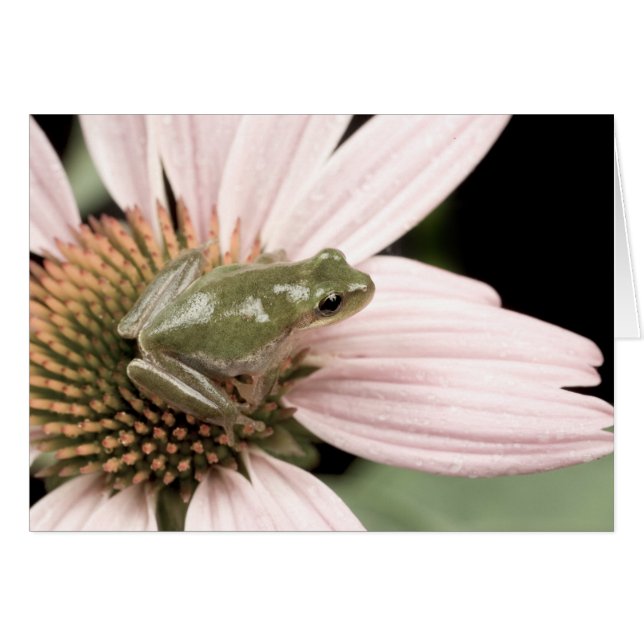 Green Treefrog Card (Front Horizontal)