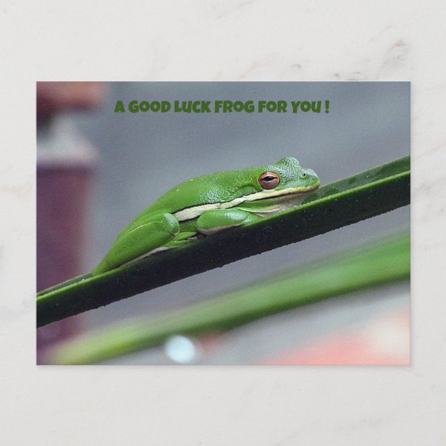 Green Treefrog Good Luck Postcard (Front)