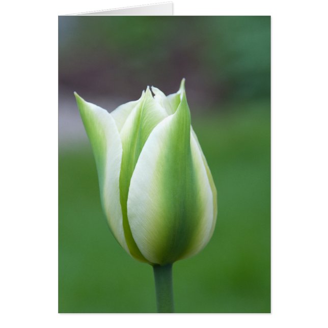 Green Tulip (Front)