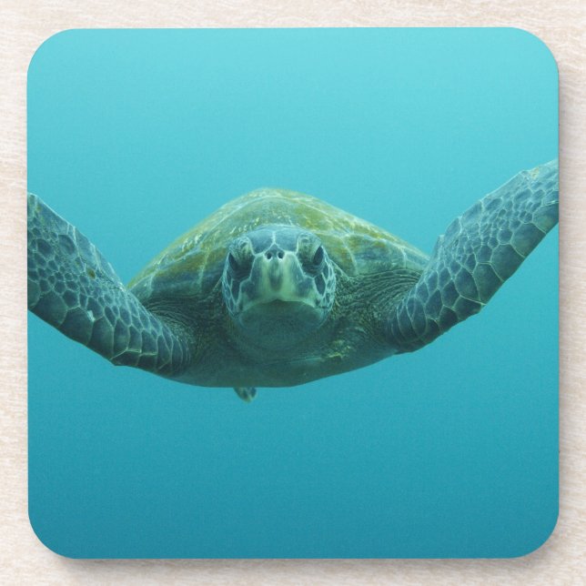 Green Turtle (Chelonia mydas agassisi), Central Coaster (Front)