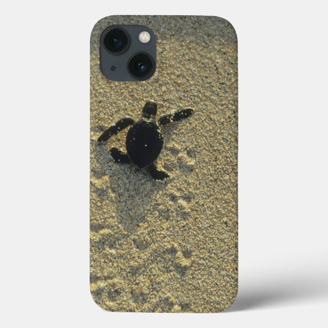 Green Turtle, (Chelonia mydas), hatchling Case-Mate iPhone Case (Back)