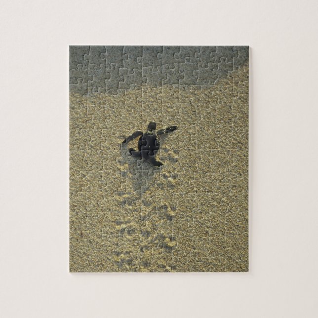 Green Turtle, (Chelonia mydas), hatchling Jigsaw Puzzle (Vertical)