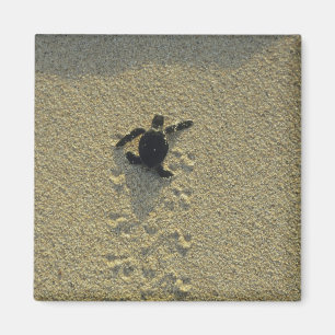 Green Turtle, (Chelonia mydas), hatchling Magnet