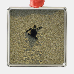 Green Turtle, (Chelonia mydas), hatchling Metal Ornament