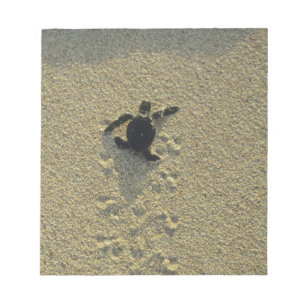Green Turtle, (Chelonia mydas), hatchling Notepad