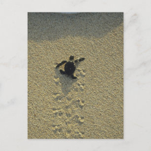 Green Turtle, (Chelonia mydas), hatchling Postcard