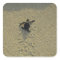 Green Turtle, (Chelonia mydas), hatchling