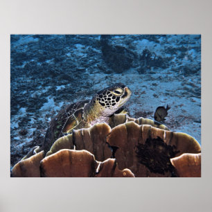 Green Turtle on Coral Poster