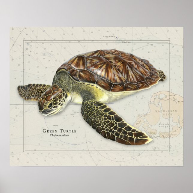 Green Turtle Over Nautical Chart (Front)