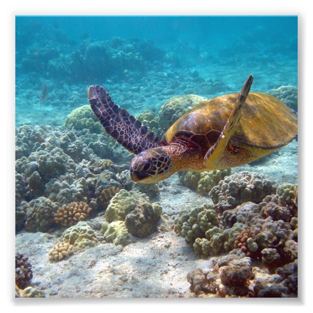 Green Turtle Photo Print (Front)