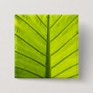 Green veined leaves of tropical foliage in 2 inch square button