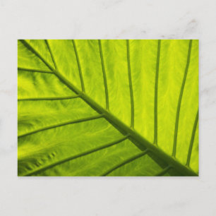 Green veined leaves of tropical foliage in 2 postcard