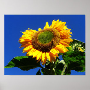 Green Velvet Sunflower Poster