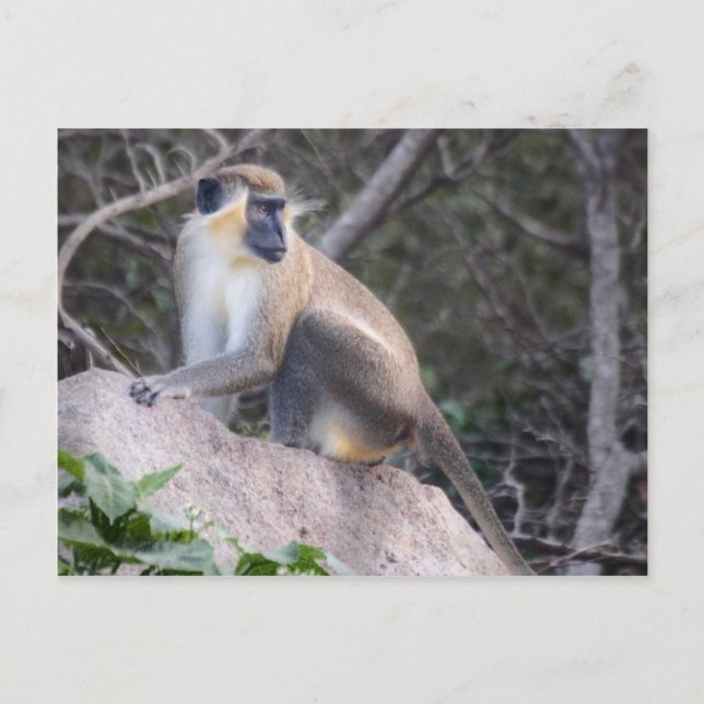 Green Vervet Monkey Nevis, West Indies Postcard (Front)