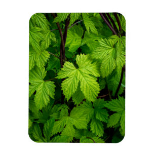 Green vines  magnet