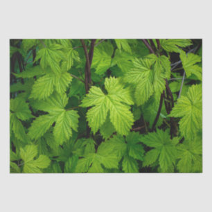 Green vines  tissue paper