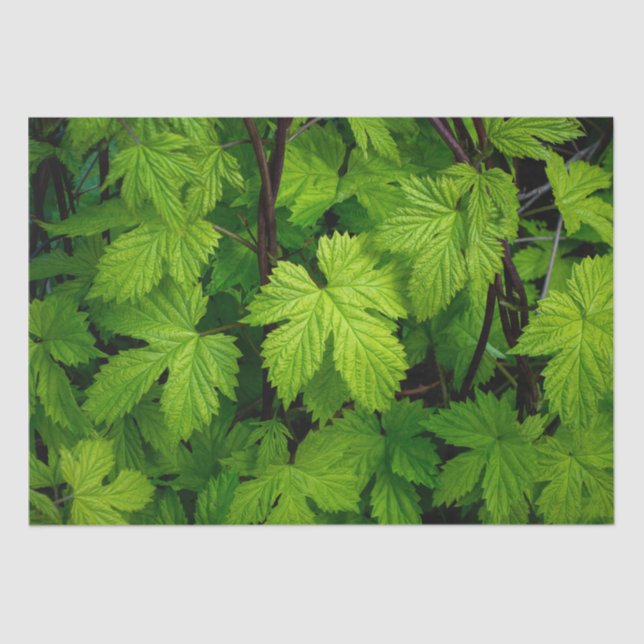 Green vines  tissue paper (Front)