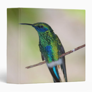 Green Violet-ear Hummingbird Binder