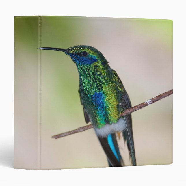 Green Violet-ear Hummingbird Binder (Front/Spine)