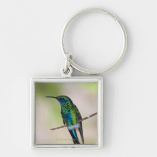 Green Violet-ear Hummingbird Keychain